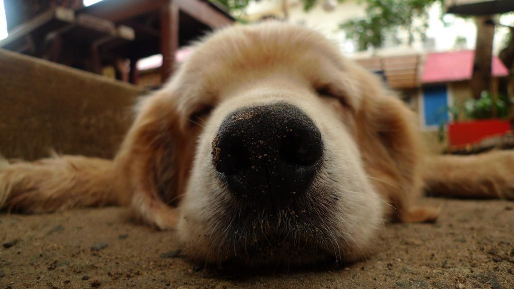 Lazy Dog Bed & Breakfast Balabag  Ngoại thất bức ảnh