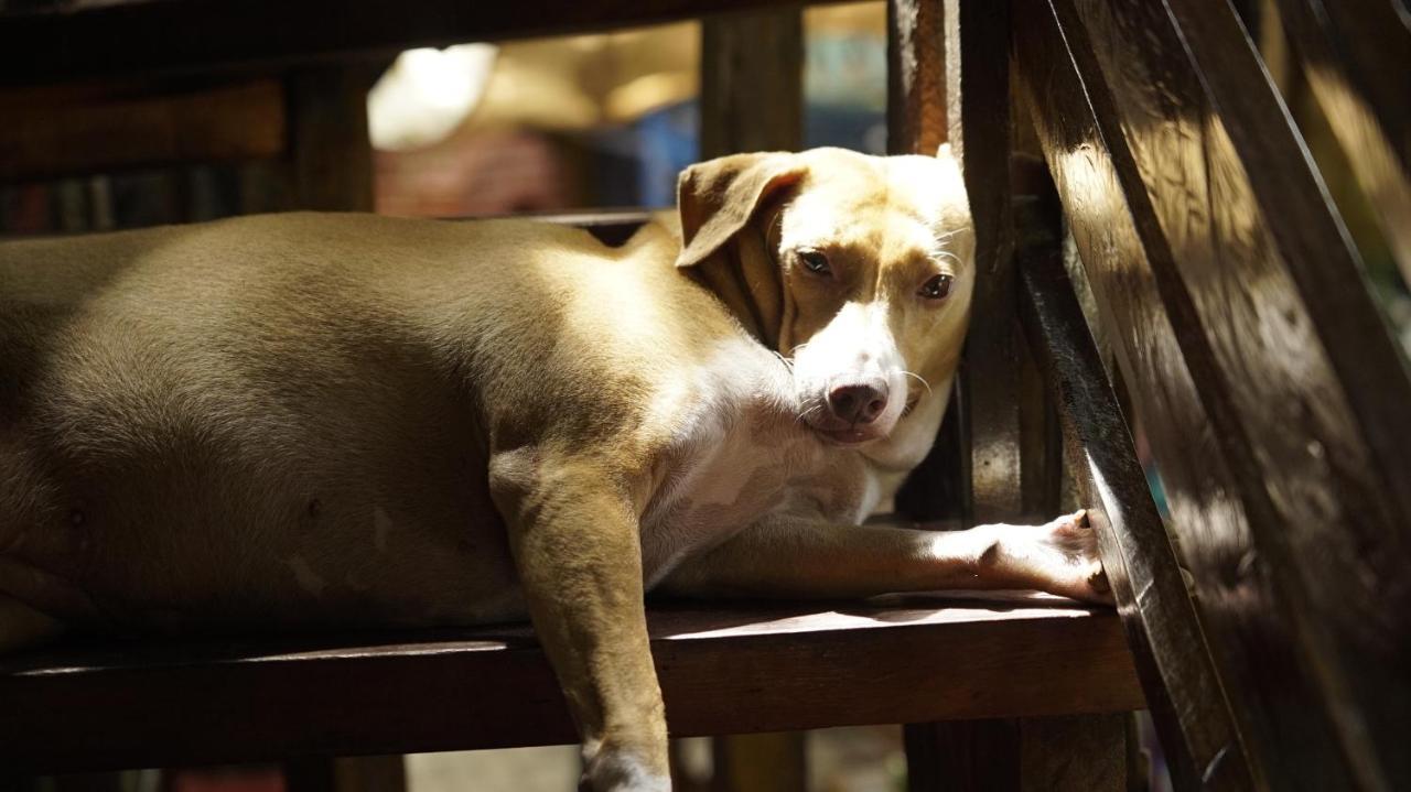 Lazy Dog Bed & Breakfast Balabag  Ngoại thất bức ảnh
